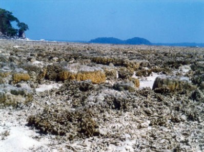 Andaman coral reef uplifted